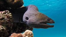 Chân tướng của quái vật hồ Loch Ness