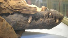 Phát hiện xác ướp cá sấu Ai Cập có tuổi đời hàng nghìn năm