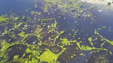 Tình trạng ngập lụt tại Nam Sudan khiến nước này phải công bố tình trạng khẩn cấp. Ảnh: AP