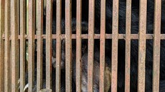 Cá thể gấu ngựa Valeria. Ảnh: VTC News