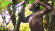 Tổ tiên loài người biết đi đứng bằng hai chân từ 12 triệu năm trước