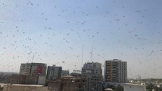 'Cơn mưa châu chấu' khiến một thành phố tại Pakistan tê liệt