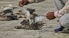 Đàn chim di cư chết hàng loạt ở một hồ nước Ấn Độ