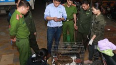 Các lực lượng chức năng Hà Tĩnh bàn giao 2 cá thể hổ con cho Trung tâm Bảo tồn động vật hoang dã. Ảnh: BVPL