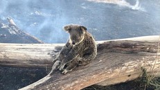 Gấu túi đối diện với nguy cơ tuyệt chủng do hỏa hoạn tại Australia