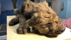 Phát hiện thi thể sinh vật 'nửa chó nửa sói' có tuổi đời 18.000 năm