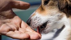 Để chó liếm lên người, một bệnh nhân tử vong do nhiễm trùng