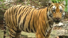 Con hổ T1-C1 lập kỷ lục di cư với quãng đường hơn 1.300 km.