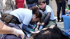 Các bác sĩ chăm sóc cá thể gấu ngựa sau khi giải cứu. Ảnh: Người Lao Động