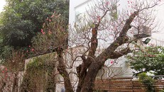 Những gốc đào thế 'tiền tỷ' thu hút đại gia chơi Tết