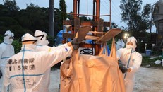 Dịch tả lợn bùng phát tại đảo Okinawa của Nhật Bản