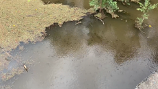 Australia: Mưa lớn cuốn tro bụi xuống sông khiến cá chết hàng loạt