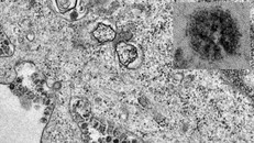 Trung Quốc tạm thời đặt tên cho virus corona mới