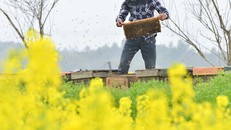 Ngành nuôi ong Trung Quốc lâm vào cảnh khó khăn