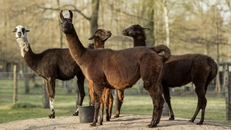 Thí nghiệm kháng thể Sars-CoV-2 trên lạc đà