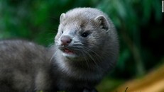 Chồn có thể lây COVID-19 cho người