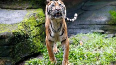 Cá thể hổ Sumatra tên Fitri tại vườn thú Bandung. Ảnh: Reuters