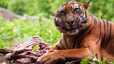 Hổ ăn thịt người bị giam cầm suốt đời