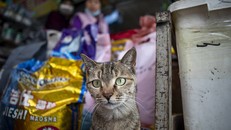 Thuốc cho mèo có khả năng chữa COVID-19