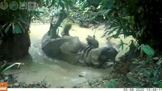 Tê giác Java thích thú đầm minh trong bùn