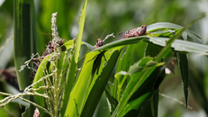 Kenya áp dụng công nghệ trong cuộc chiến với cào cào sa mạc