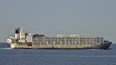 Tàu Gulf Livestock 1 trước khi gặp nạn. Ảnh: AP