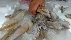 Phát hiện mầm bệnh COVID-19 trên bao bì mực đông lạnh