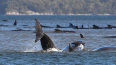 Cá voi mắc cạn hàng loạt ở Australia