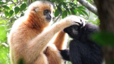 Nỗ lực bảo tồn loài linh trưởng quý hiếm nhất thế giới
