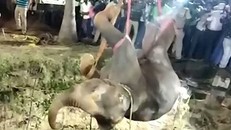 12 tiếng giải cứu voi mắc kẹt dưới giếng