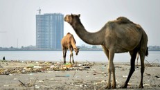 Đô thị hóa đe dọa rừng ngập mặn trên đảo Pakistan