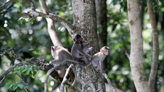 Đàn khỉ sinh sống trong Tòa thánh Cao đài tỉnh Tây Ninh. Ảnh: Thanh Niên