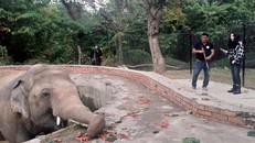 Nữ ca sĩ Cher (trái) tới thăm voi Kaavan. 