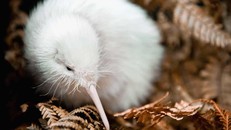 Chim kiwi trắng quý hiếm qua đời