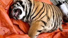 Phát hiện xác hổ trong nhà người dân