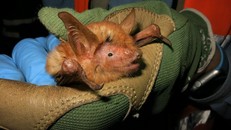 Phát hiện loài dơi màu lửa ở Tây Phi