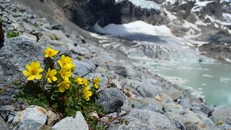 Thực vật trên dãy Alps đối mặt với nguy cơ tuyệt chủng