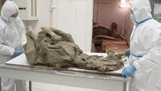 Nga nghiên cứu virus thời tiền sử 