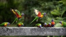 Thế giới hiện có 50 tỷ cá thể chim 