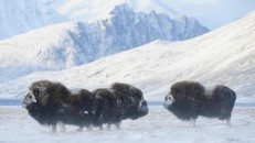 Loài bò xạ hương tại Greenland. Ảnh: Caff