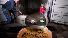 Ông Col Tink dùng chổi để quét chuột vào một bồn nước. Ảnh: AFP