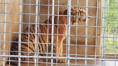 Đột phá lớn trong chống nuôi nhốt, buôn bán hổ trái phép