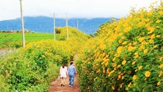 Lễ hội hoa dã quỳ tại Chư Đăng Ya tại Gia Lai. Ảnh: Quy SG