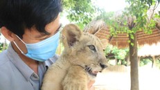 24 giờ của 'bố hổ, mẹ sư tử' ngoài đời tại Vinpearl Safari 