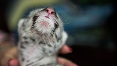 Hổ trắng quý hiếm chào đời tại vườn thú Nicaragua