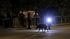 Hong Kong mở chiến dịch săn lùng lợn rừng