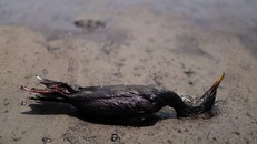 Sóng thần gây 'thảm họa sinh thái' tại Peru