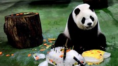 Bữa ăn sinh nhật của gấu trúc Yuan Zai năm 2019. Ảnh: Xinhua