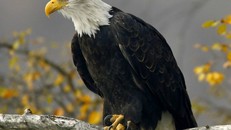 Cúm gia cầm đe dọa quốc điểu của Mỹ