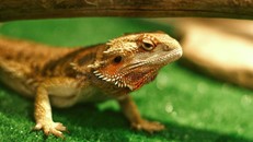 Hơn 20% loài bò sát đứng trước nguy cơ tuyệt chủng